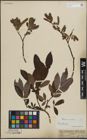 Foto von Salix lapponum L. x Salix silesiaca Willd.